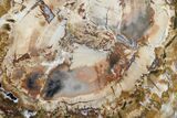 Petrified Wood (Araucaria) Round - Madagascar #157756-1